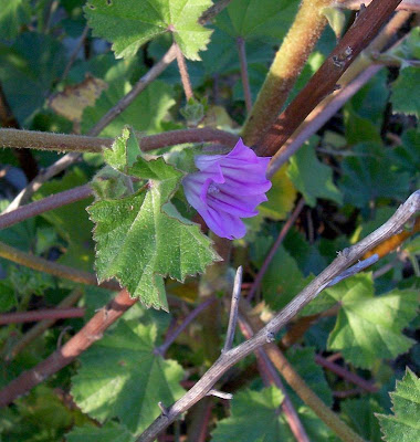 Cretan-hollyhock Cretan-hollyhock