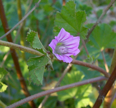 Cretan-hollyhock Cretan-hollyhock