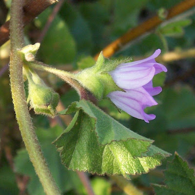 Cretan-hollyhock Cretan-hollyhock
