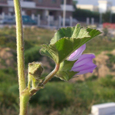 Cretan-hollyhock Cretan-hollyhock