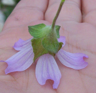 Cretan-hollyhock Cretan-hollyhock