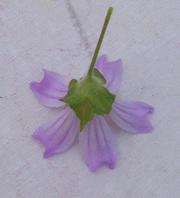 Cretan-hollyhock Cretan-hollyhock