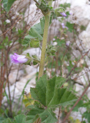 Cretan-hollyhock Cretan-hollyhock