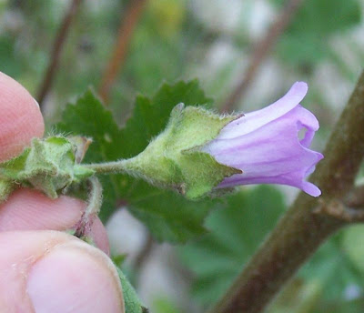 Cretan-hollyhock Cretan-hollyhock