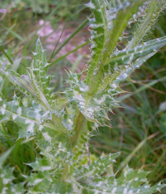 Bunte Distel Bunte Distel