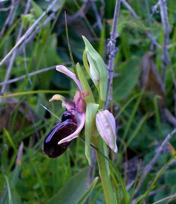 Siponto Ophrys Siponto Ophrys