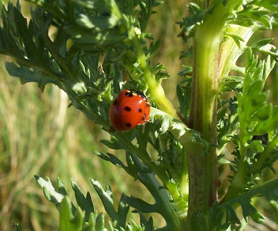 Coccinelle � sept points