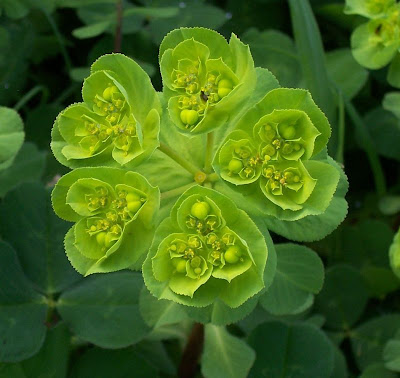 Euforbia calenzuola Euforbia calenzuola