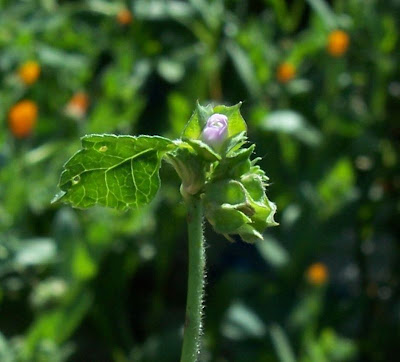 Cheeseweed mallow Cheeseweed mallow