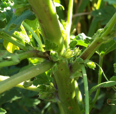 Cheeseweed mallow Cheeseweed mallow