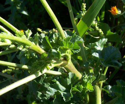 Cheeseweed mallow Cheeseweed mallow