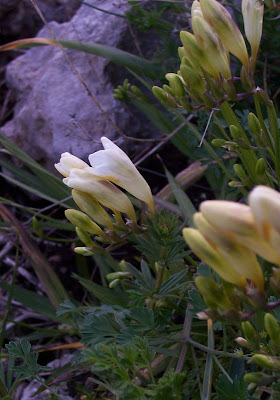 Freesia refracta (Jacq.) Klatt