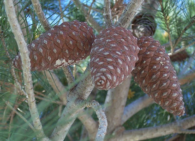Aleppo Pine, Pinus halepensis Aleppo Pine, Pinus halepensis