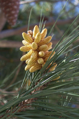 Aleppo Pine, Pinus halepensis Aleppo Pine, Pinus halepensis