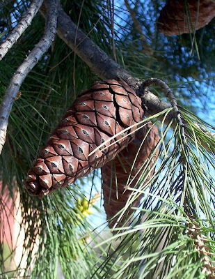 Aleppo Pine, Pinus halepensis Aleppo Pine, Pinus halepensis