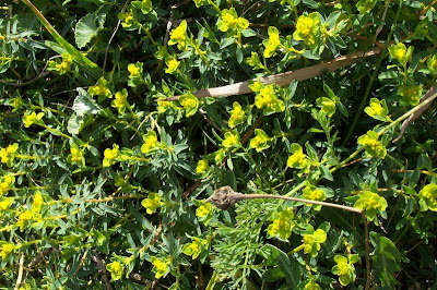 Euforbia spinosa