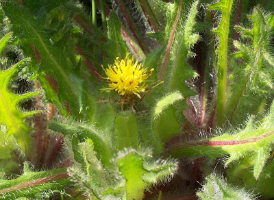 Blessed thistle Blessed thistle