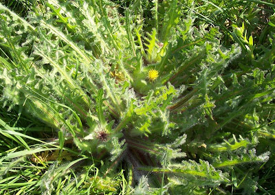 Blessed thistle Blessed thistle