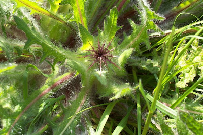 Blessed thistle Blessed thistle