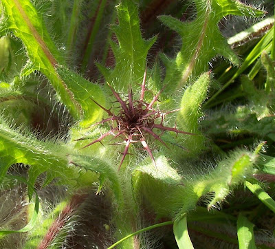 Blessed thistle Blessed thistle