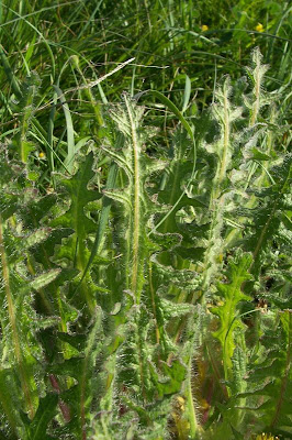 Blessed thistle Blessed thistle
