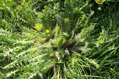 Blessed thistle Blessed thistle