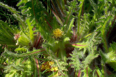 Blessed thistle Blessed thistle