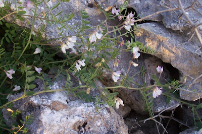 Brown Fruited Vetch Brown Fruited Vetch