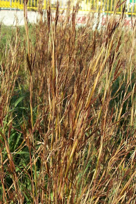 Common thatching grass Common thatching grass