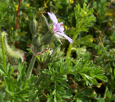 Common stork's bill Common stork's bill