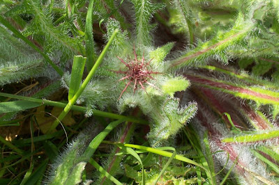 Blessed thistle Blessed thistle