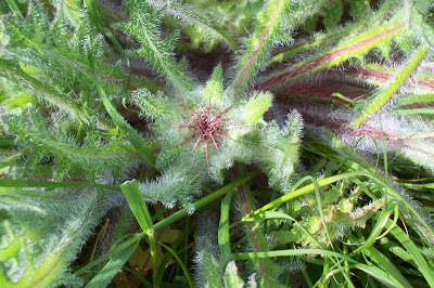 Blessed thistle Blessed thistle