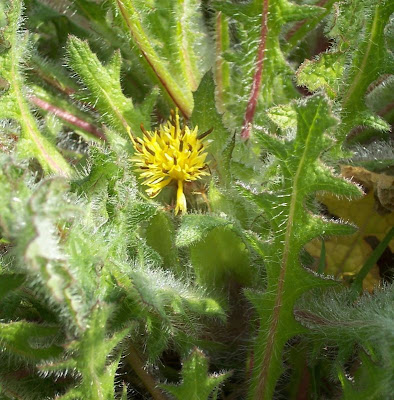 Blessed thistle Blessed thistle