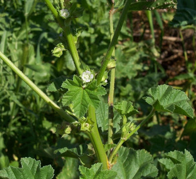Cheeseweed mallow Cheeseweed mallow