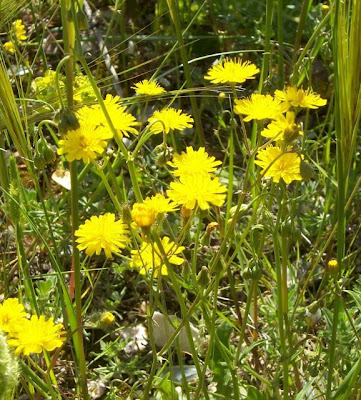 Little Hawksbeard Little Hawksbeard