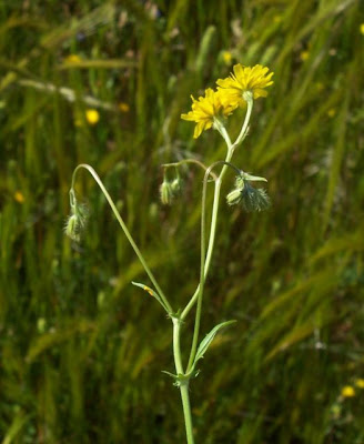 Little Hawksbeard Little Hawksbeard