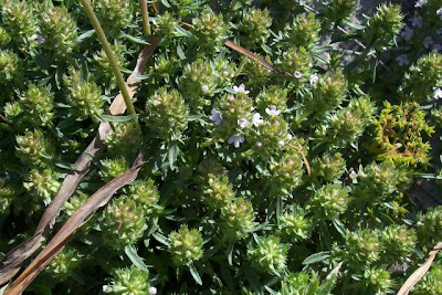 Thymus spinulosus Ten.