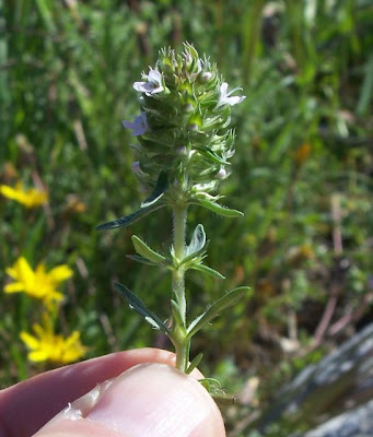 Apulian Thyme, Thymus spinulosus Apulian Thyme, Thymus spinulosus