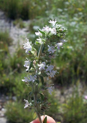 Thymus spinulosus Ten.