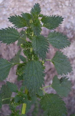 Burning nettle