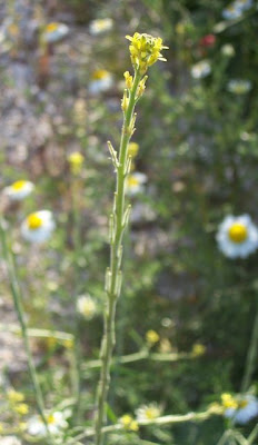 Hedgemustard Hedgemustard