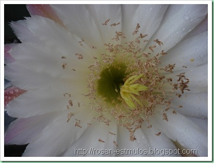 segunda c1.1i.,,, 016 (640x480)