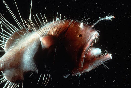 Some angler fish