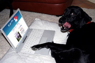 [Cachorro-visitando-a-EuAmoCes[1].jpg]