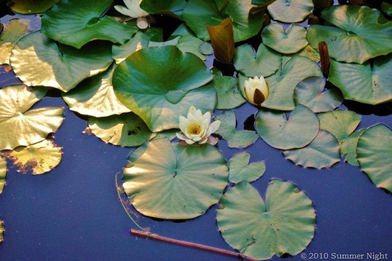 [photo (5) (800x536)[9].jpg]