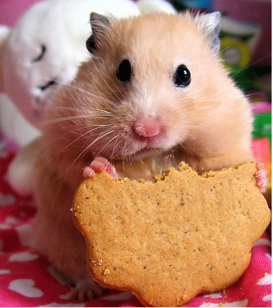 [Hamster2[4].png]