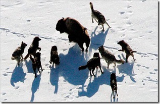 21wolves_600X 21wolves_600X