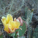 Prickly Pear Cactus