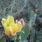 Prickly Pear Cactus