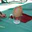 Bobby opening a fresh coconut, Yum Yum!